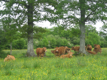 Elevage et paysage enjeux de la Trame Verte et Bleue du Pays de La Châtre en Berry